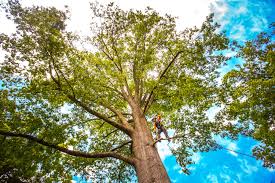 Best Tree Removal Service  in Canadian Lakes, MI