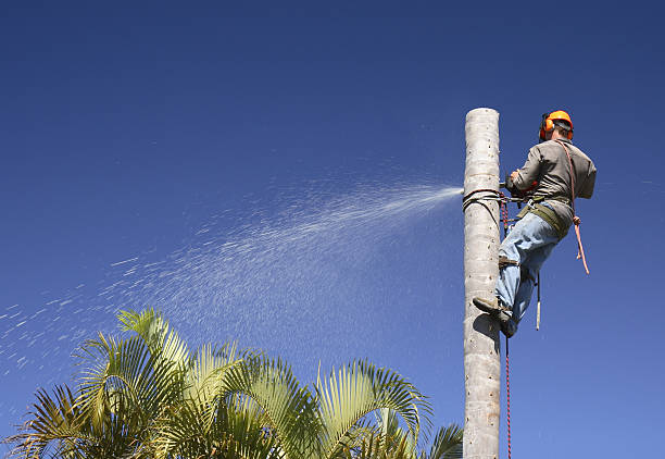 Canadian Lakes, MI Tree Services Company