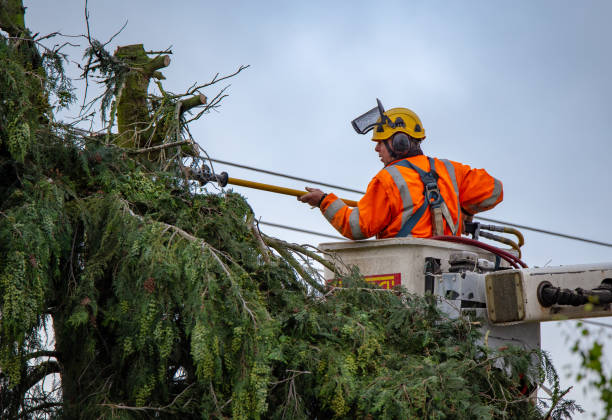 Best Tree Removal Service  in Canadian Lakes, MI