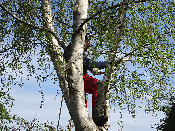 How Our Tree Care Process Works  in  Canadian Lakes, MI